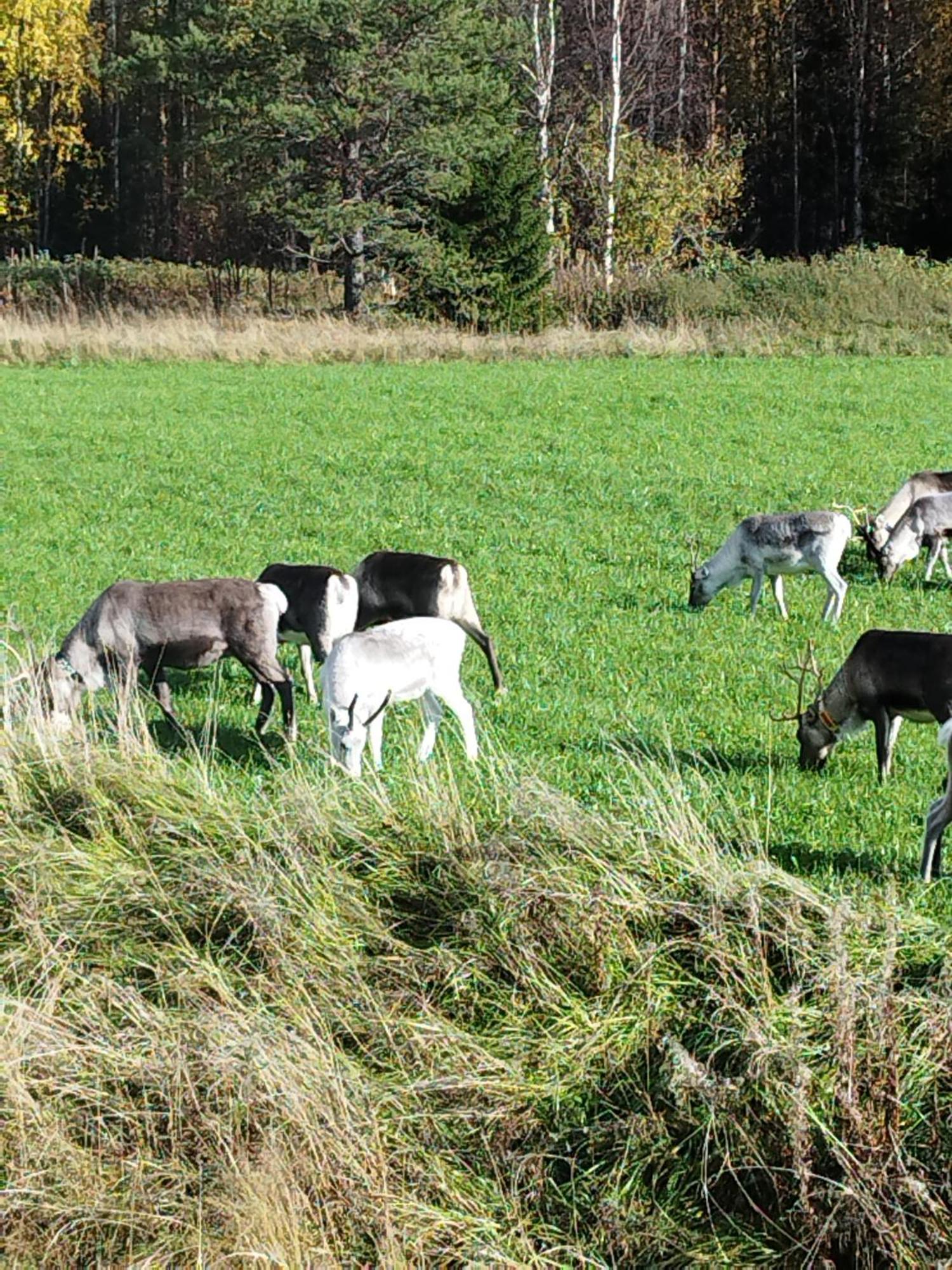 Arctic Ranch Villa Överkalix Dış mekan fotoğraf